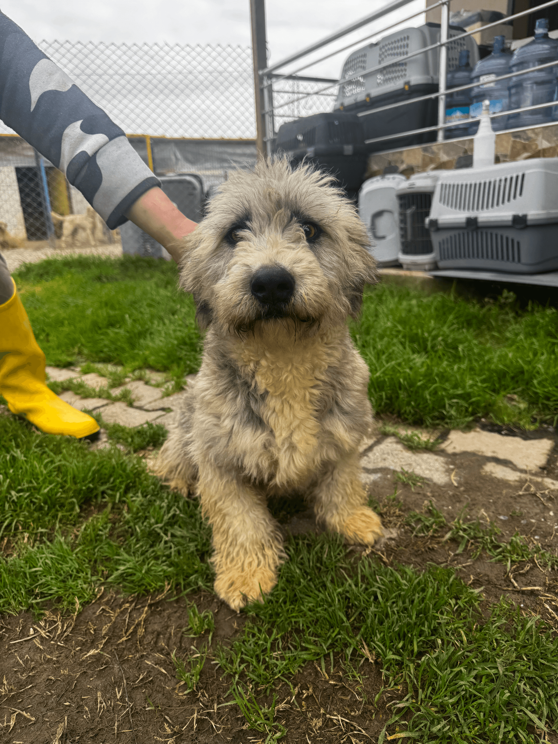 Blossom - Terrier available for adoption