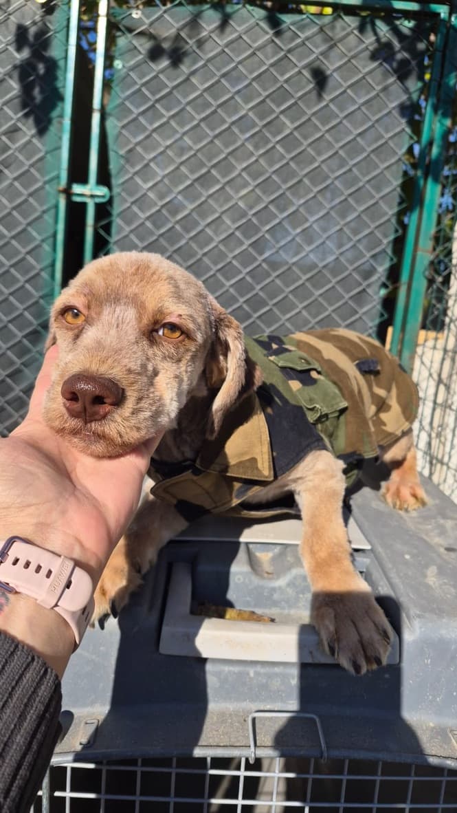 Chester - Terrier available for adoption