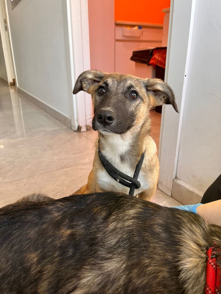 Chica - Terrier Mix available for adoption