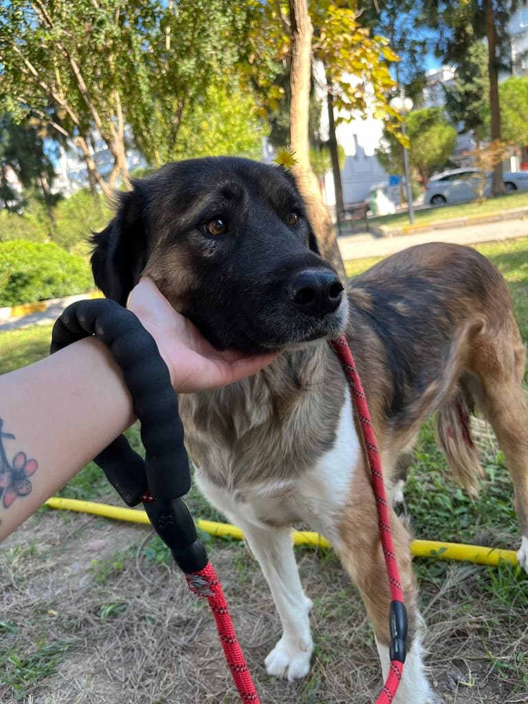 Coffee - Mixed Breed available for adoption