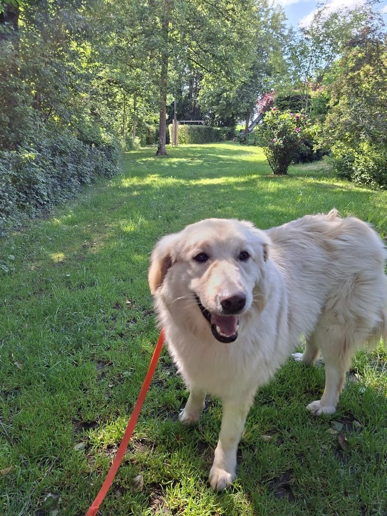 Dakota - Mixed Breed available for adoption