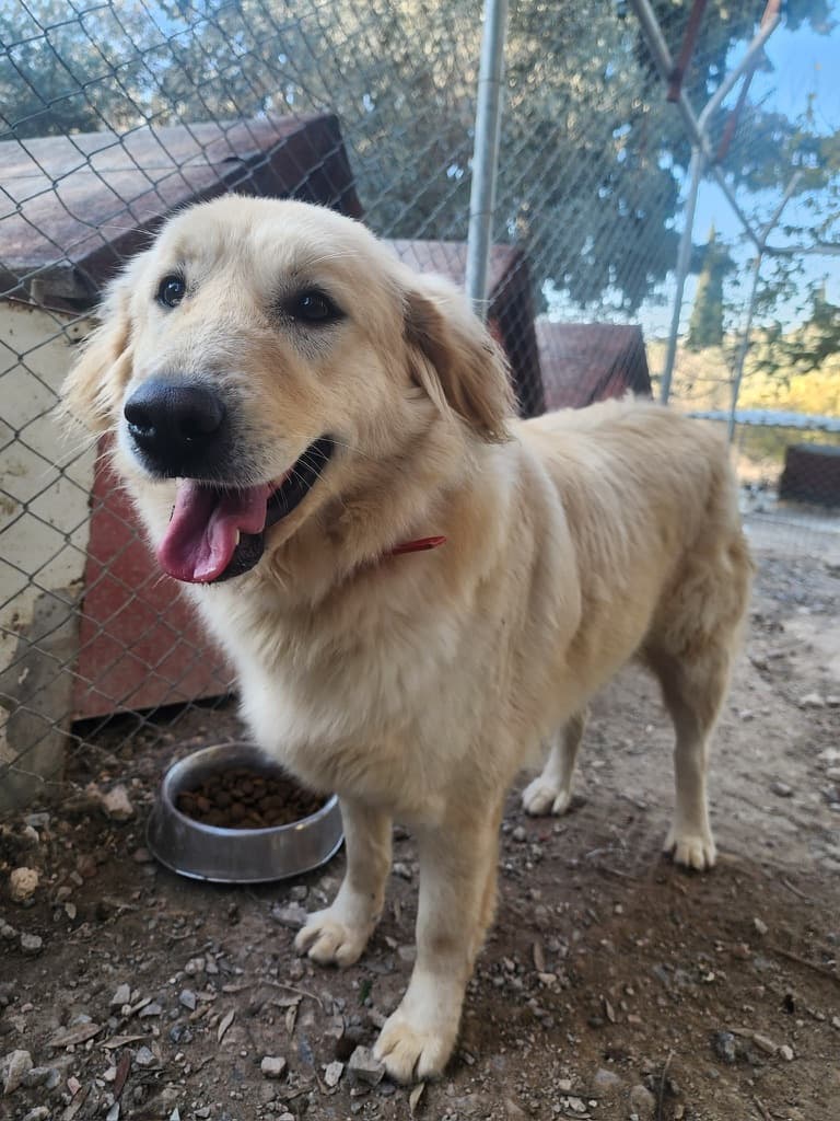 Dakota - Golden Retriever available for adoption