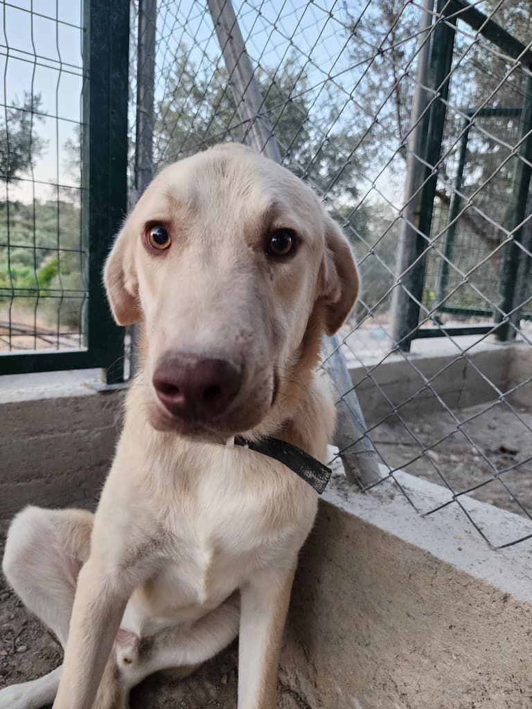 Denver - Labrador Mix available for adoption