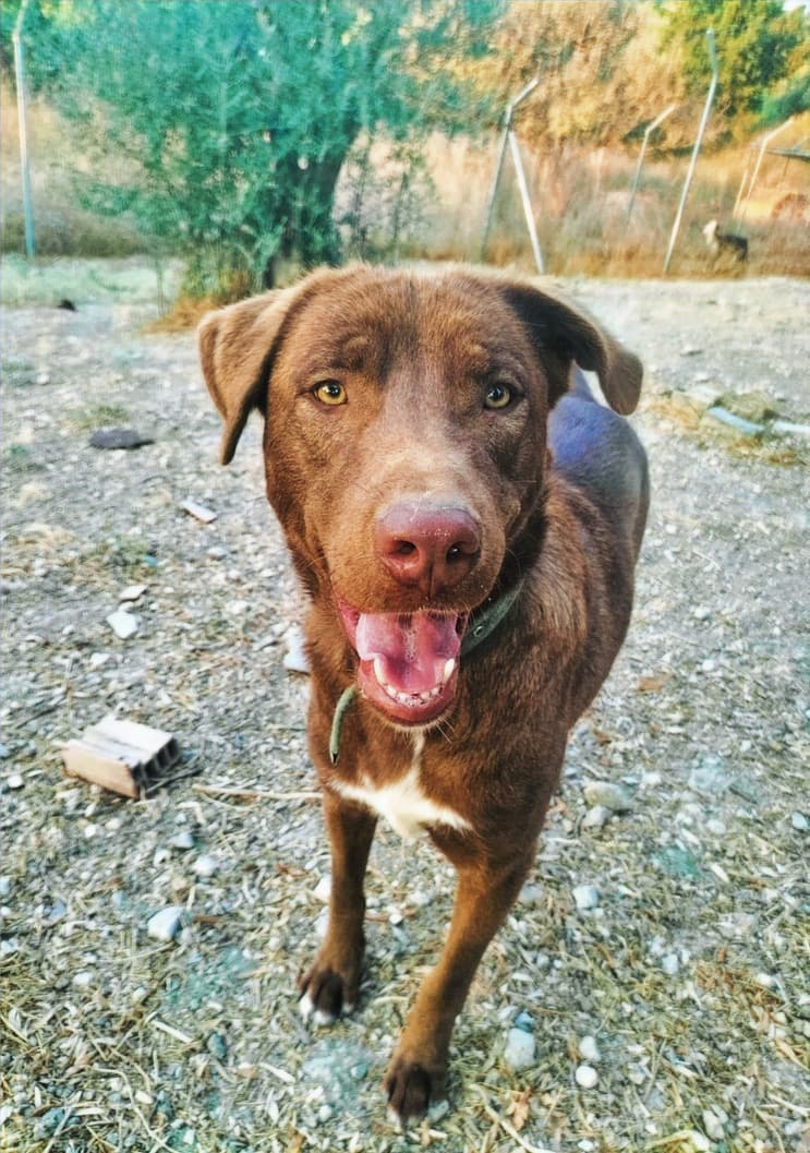 Draco - Choc. Labrador Mix available for adoption