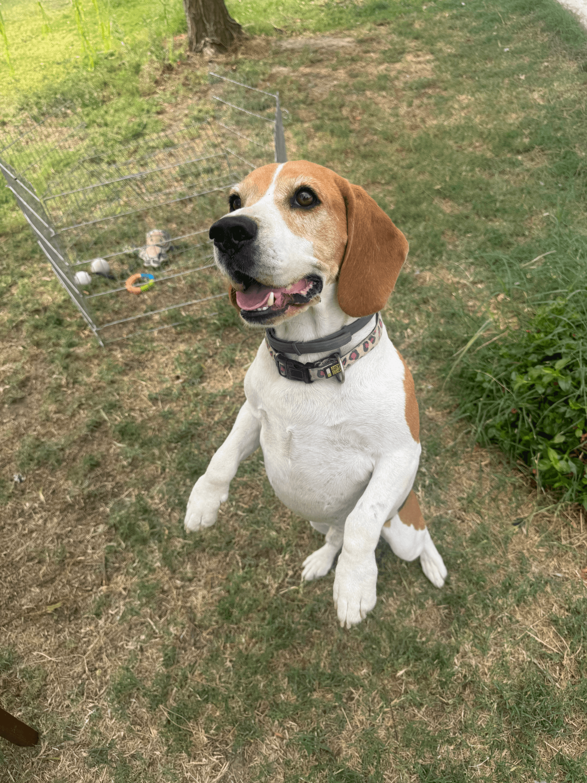 Duke - Beagle available for adoption