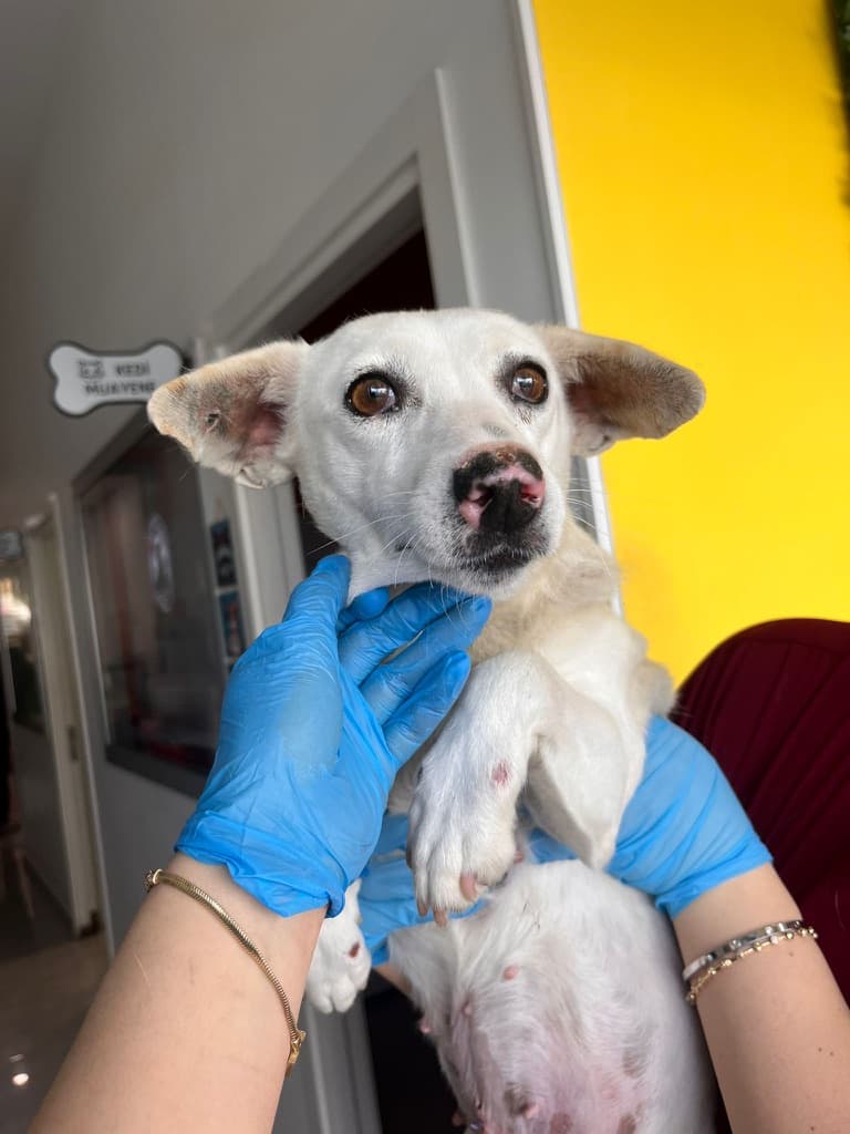 Edna - Jack Russell Mix available for adoption