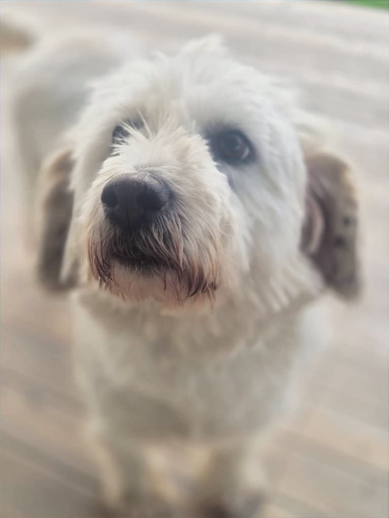 Fiona - Terrier available for adoption