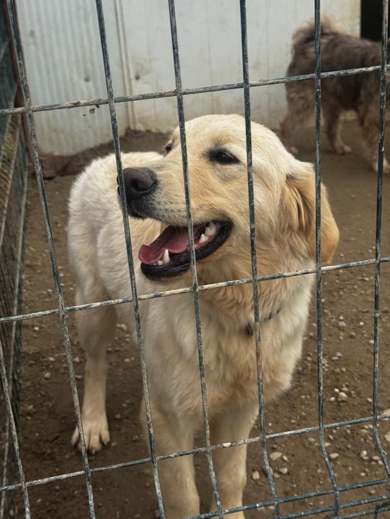 Liana - Golden Retriever available for adoption
