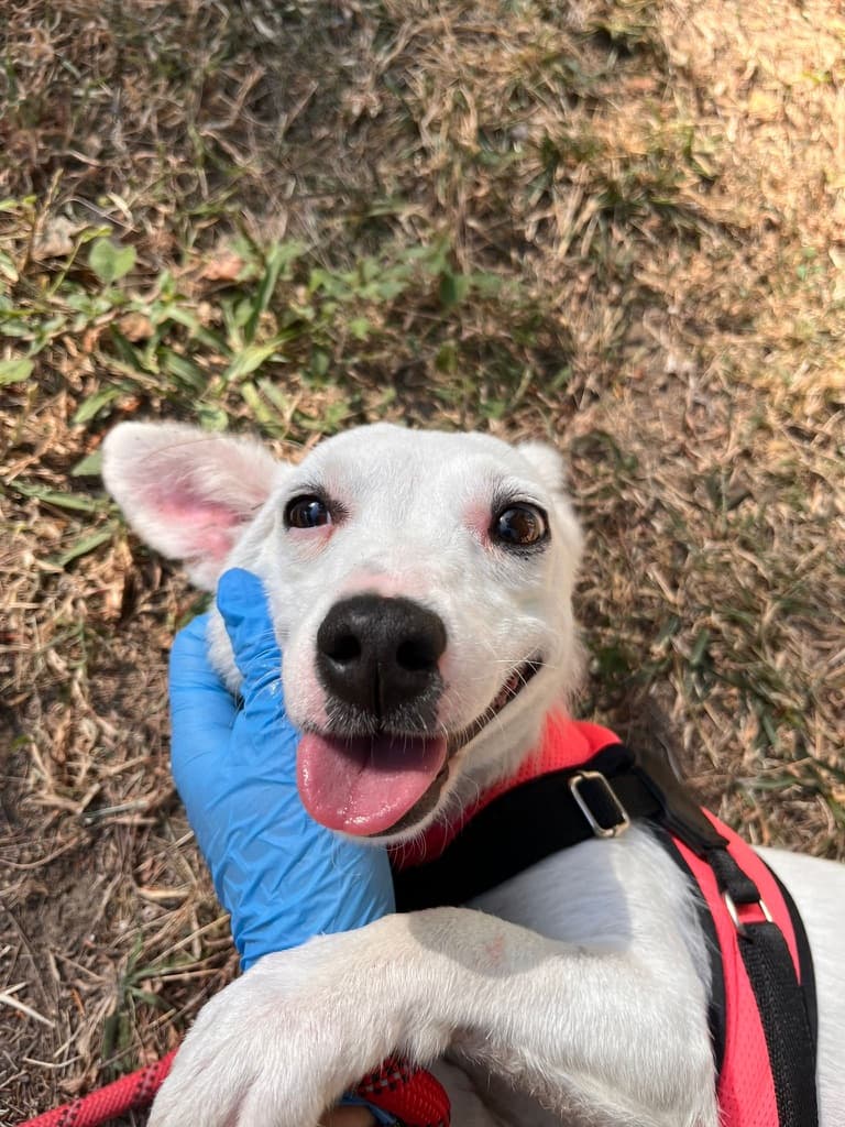 Mallow - Mixed Breed available for adoption