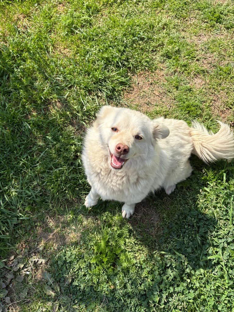 Marty - Spitz Mix available for adoption