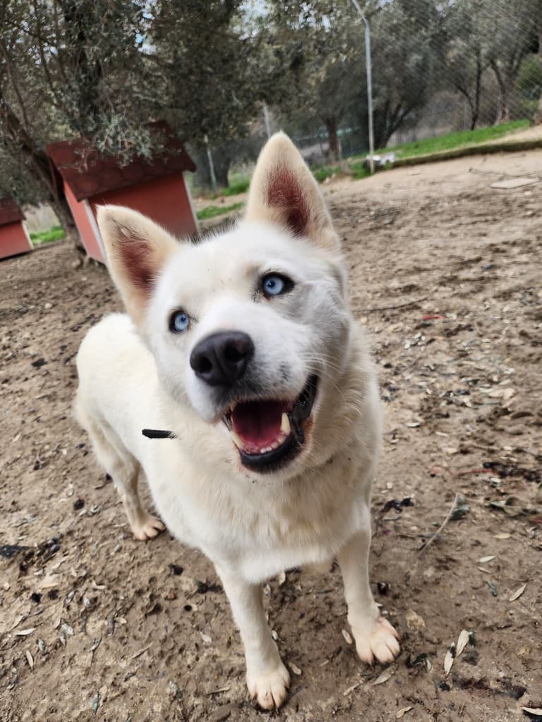 Mavi - Husky Mix available for adoption