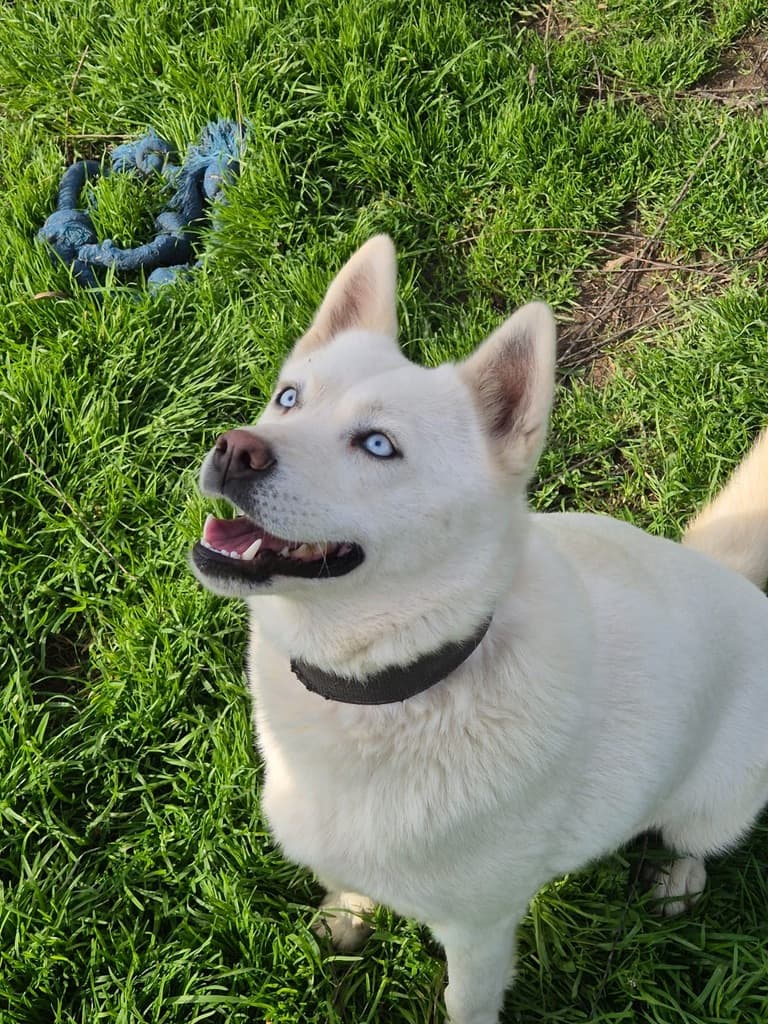 Mina - Siberian Husky available for adoption