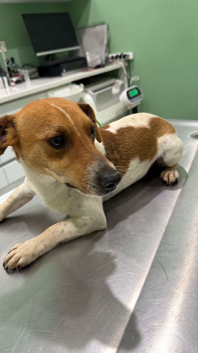 Misket - Jack Russell Terrier available for adoption