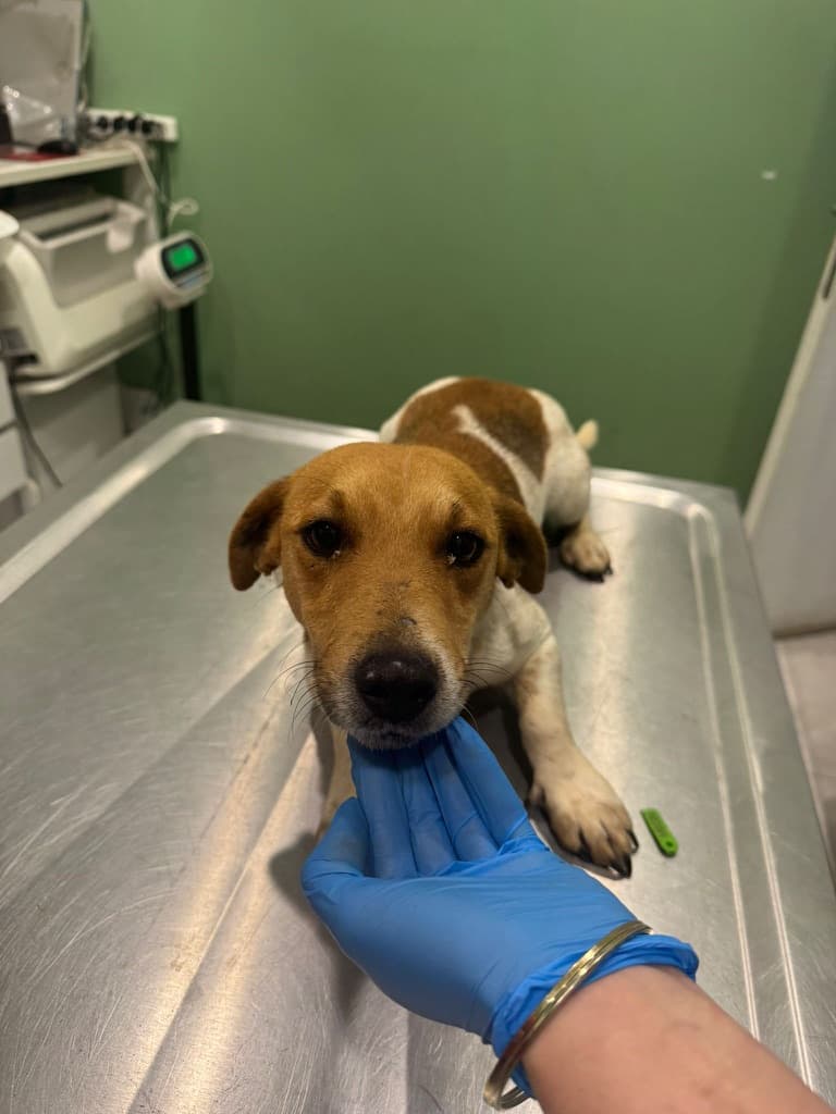 Penny - Jack Russell Terrier available for adoption