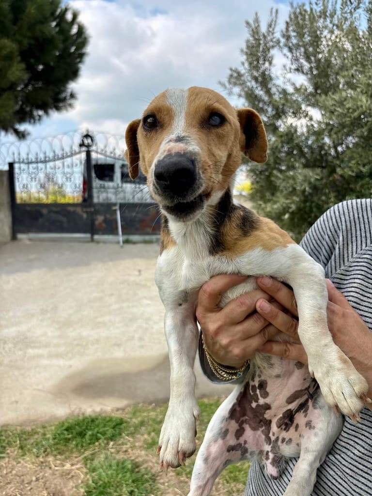 Phoebe - Jack Russell Mix available for adoption
