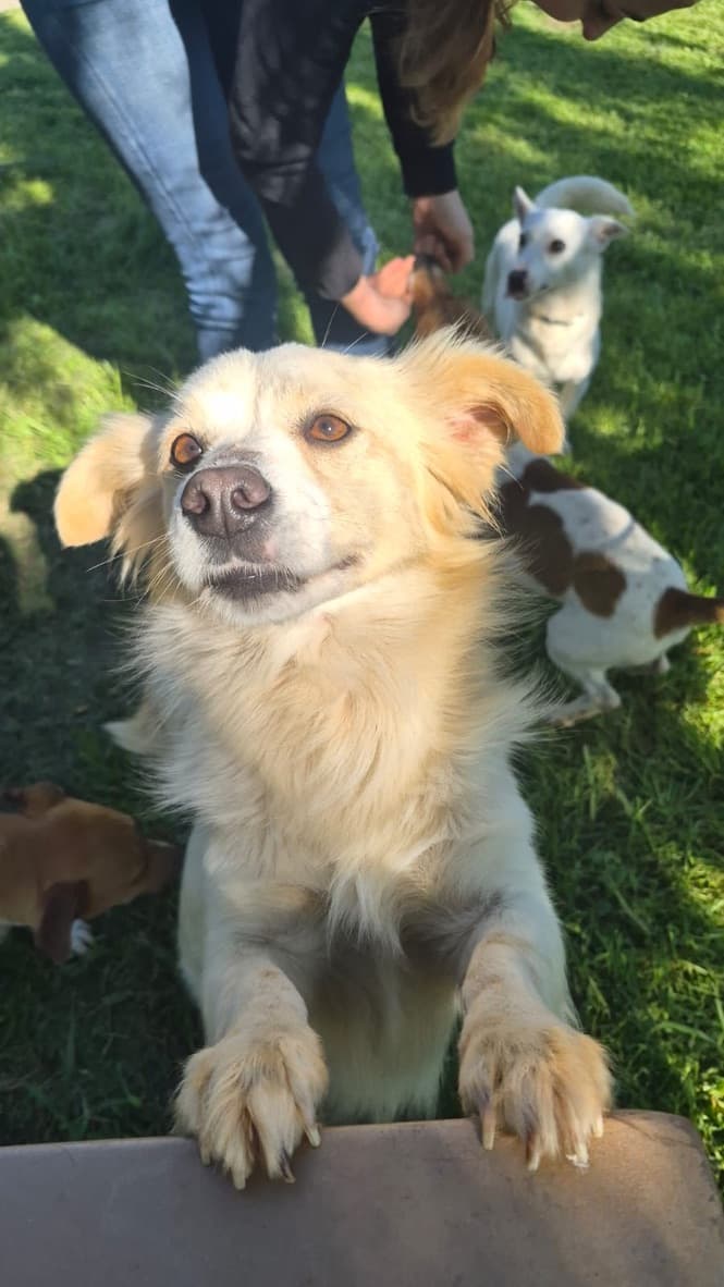Rachel - Spitz Mix available for adoption