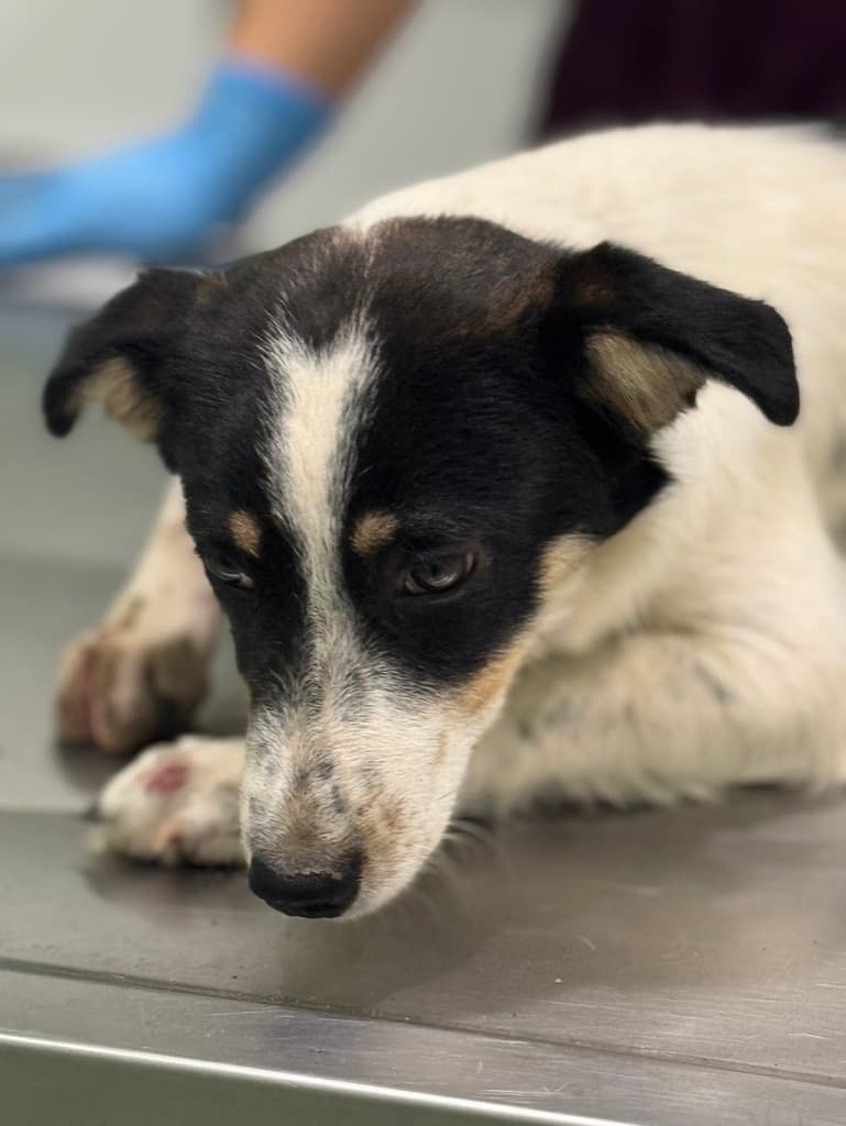 Riley - Jack Russell Mix available for adoption