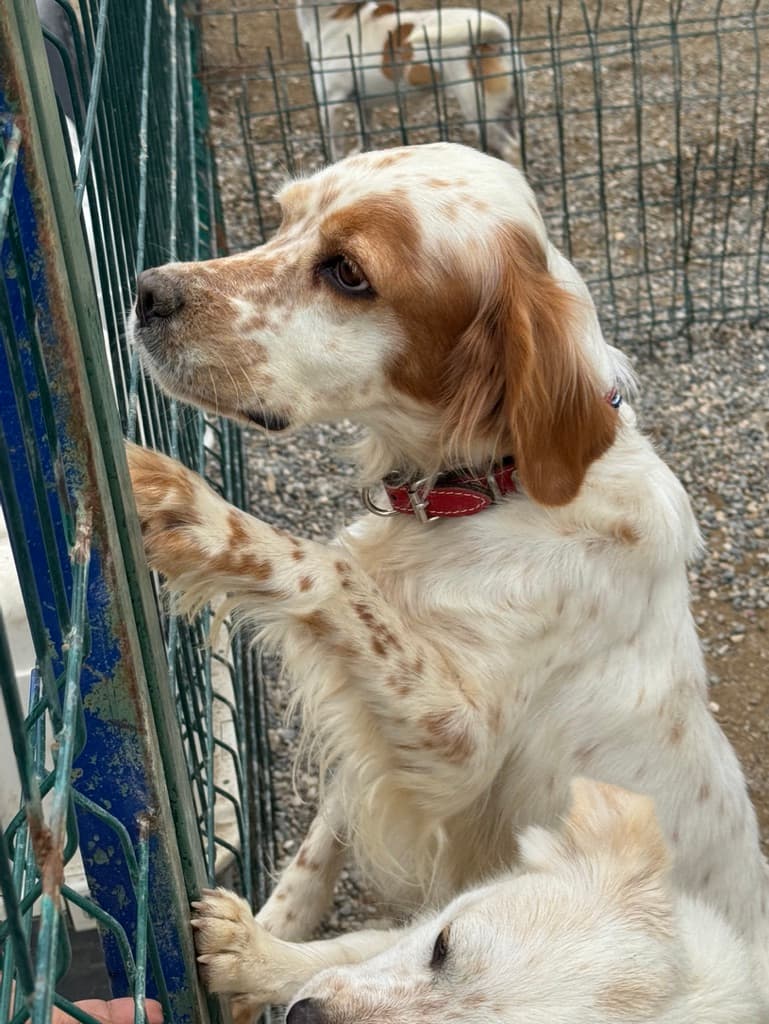 Serafina - Setter available for adoption