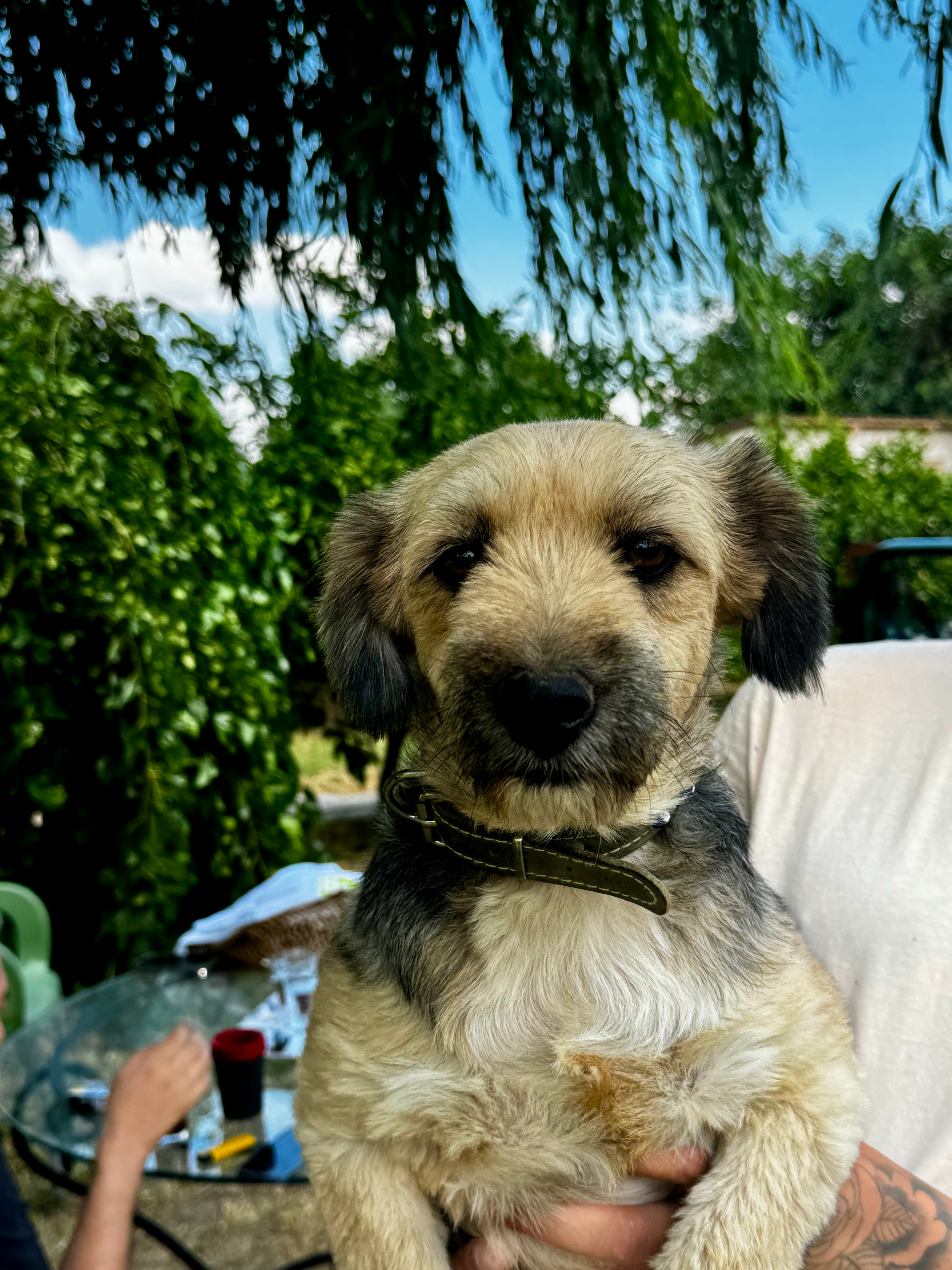 Sophia - Terrier available for adoption