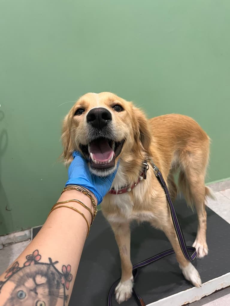 Stella - Mixed Breed available for adoption