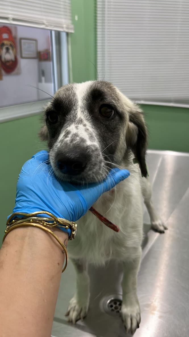 Yoda - Mixed Breed available for adoption