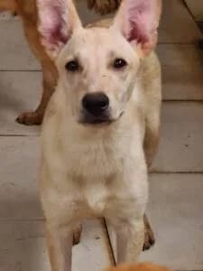 Ace - Dog available for adoption