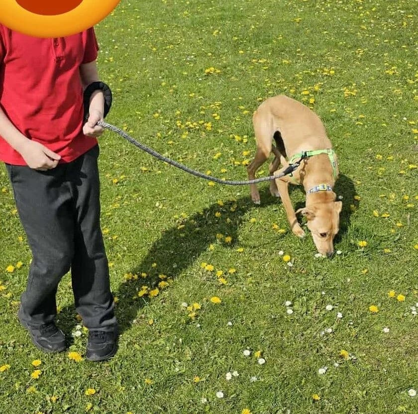 Albert - Dog available for adoption