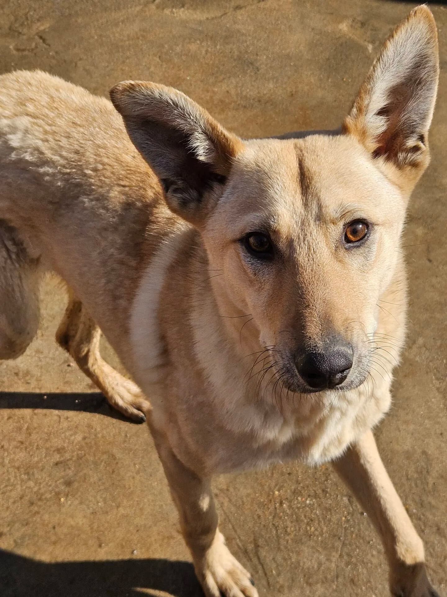 Barnaby - Dog available for adoption