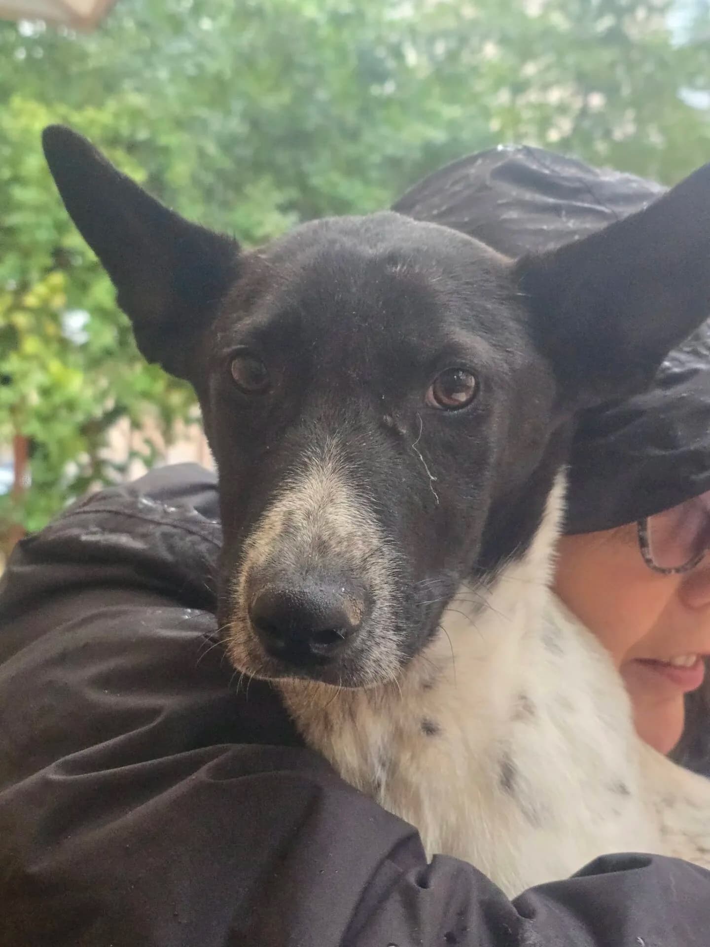 Bert - Dog available for adoption