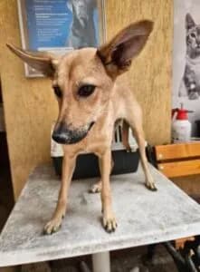 Brenda - Dog available for adoption