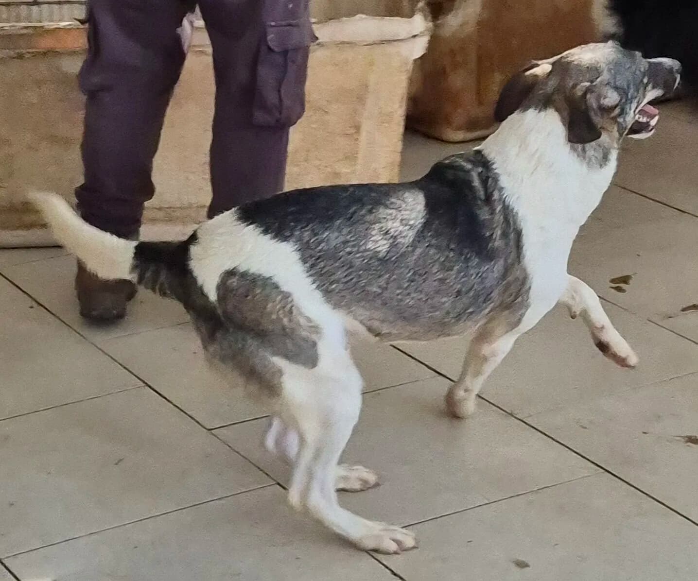 Bruschetta Bruce - Dog available for adoption