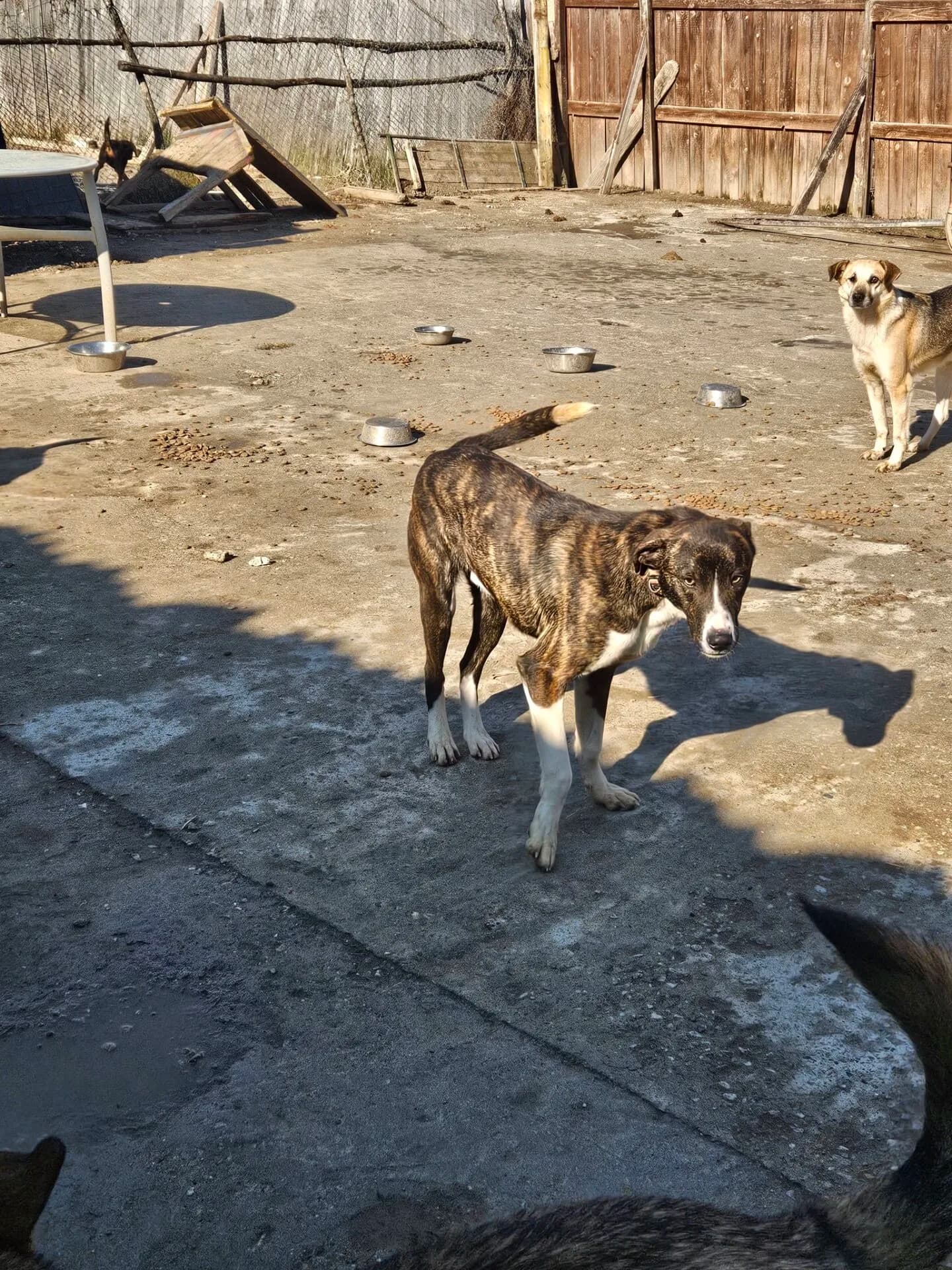 Charlie 2 - Dog available for adoption