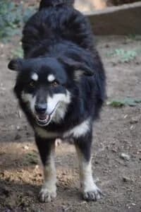 Chita - Dog available for adoption