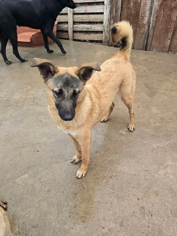 Cinnamon - Dog available for adoption