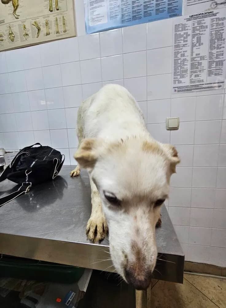 Clarabella - Dog available for adoption