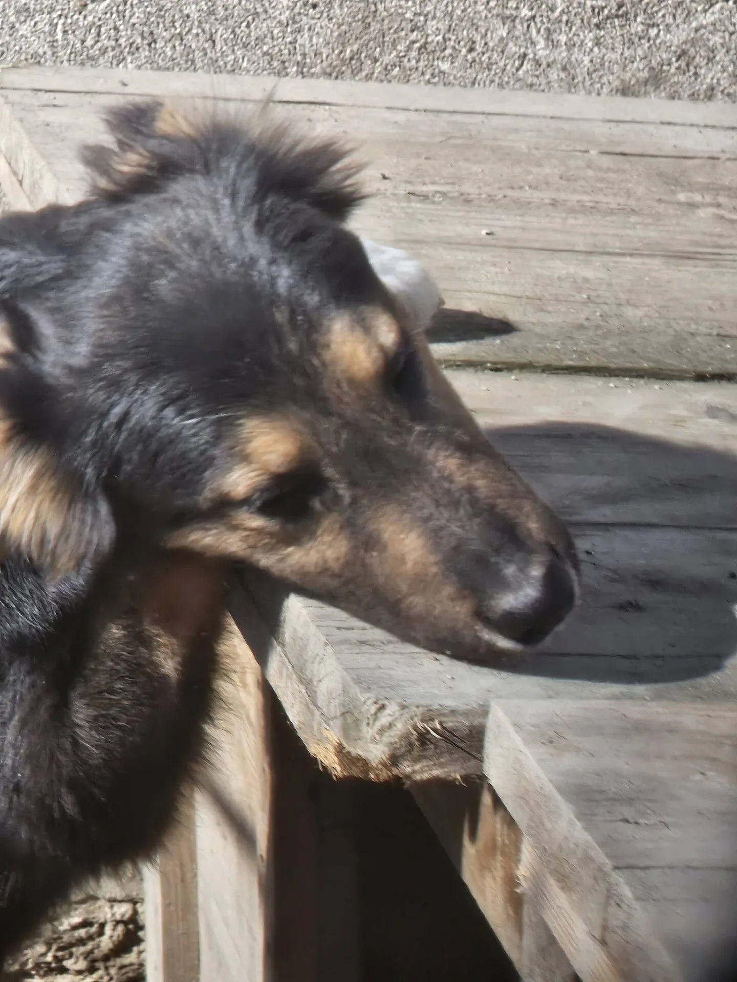 Dante - Dog available for adoption