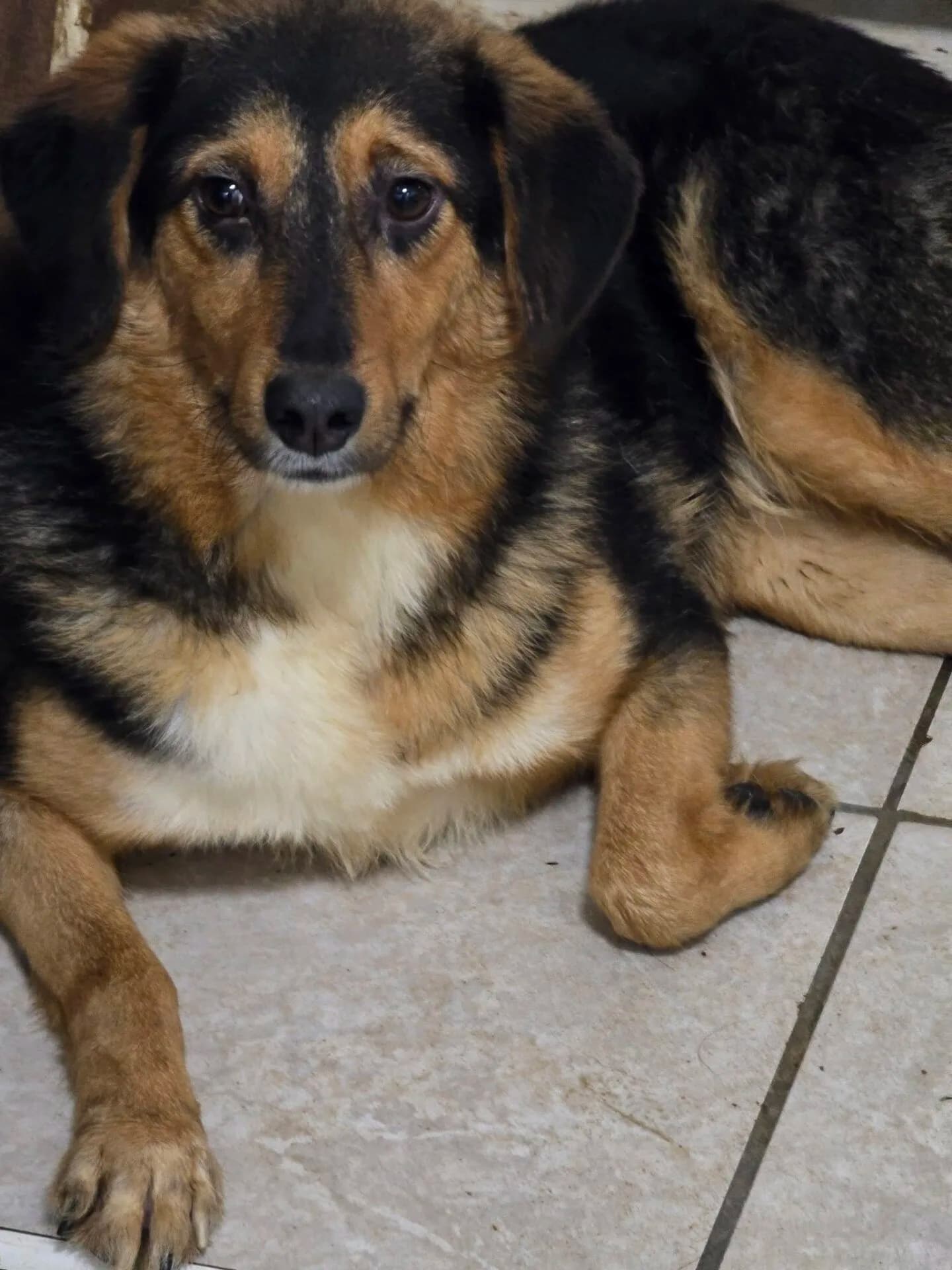 Hogan - Dog available for adoption