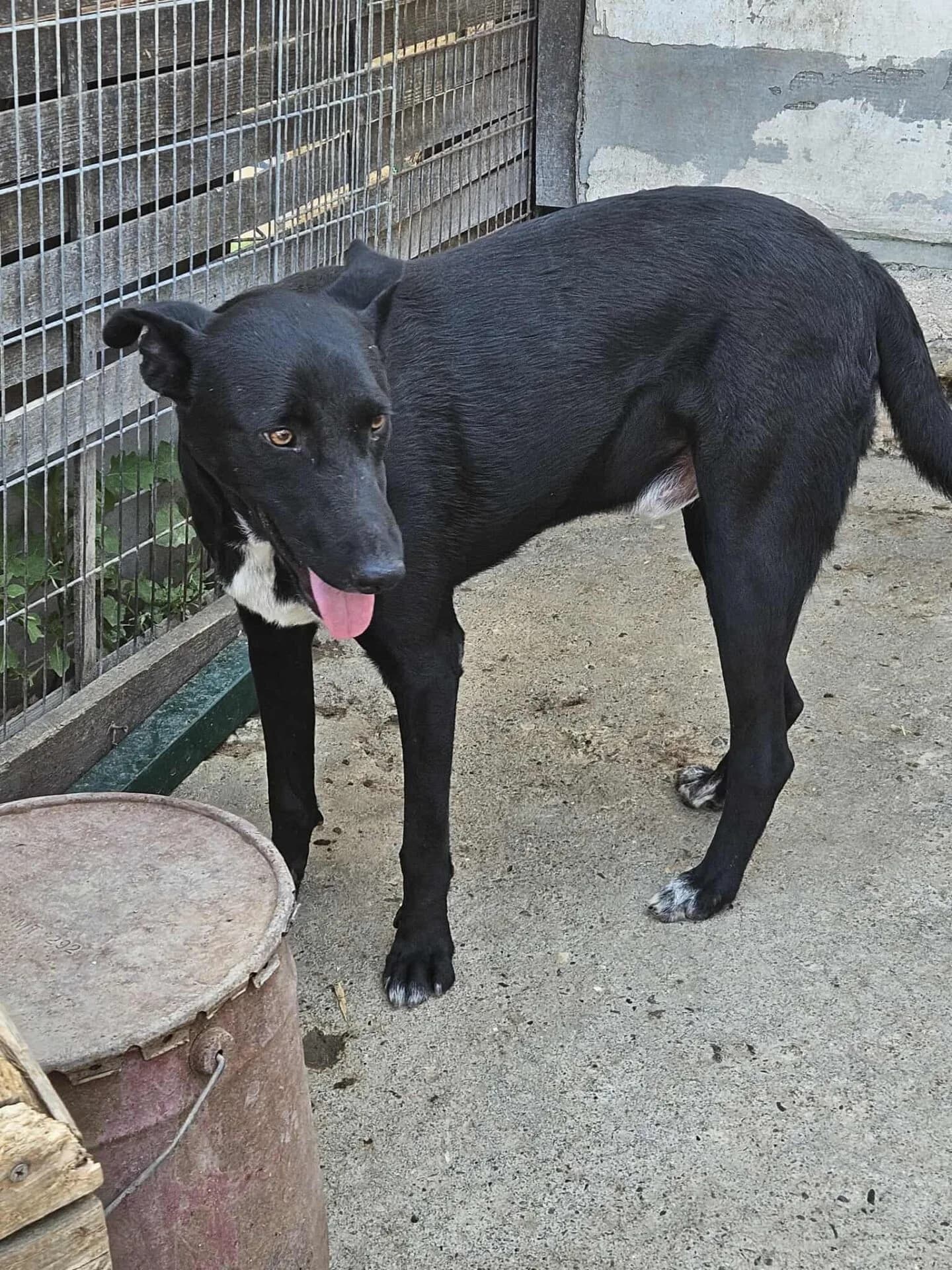 Jackson 2 - Dog available for adoption