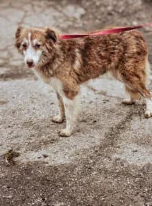 Laika - Dog available for adoption