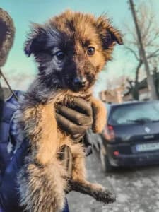 Lilli - Dog available for adoption