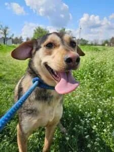 Payton - Dog available for adoption