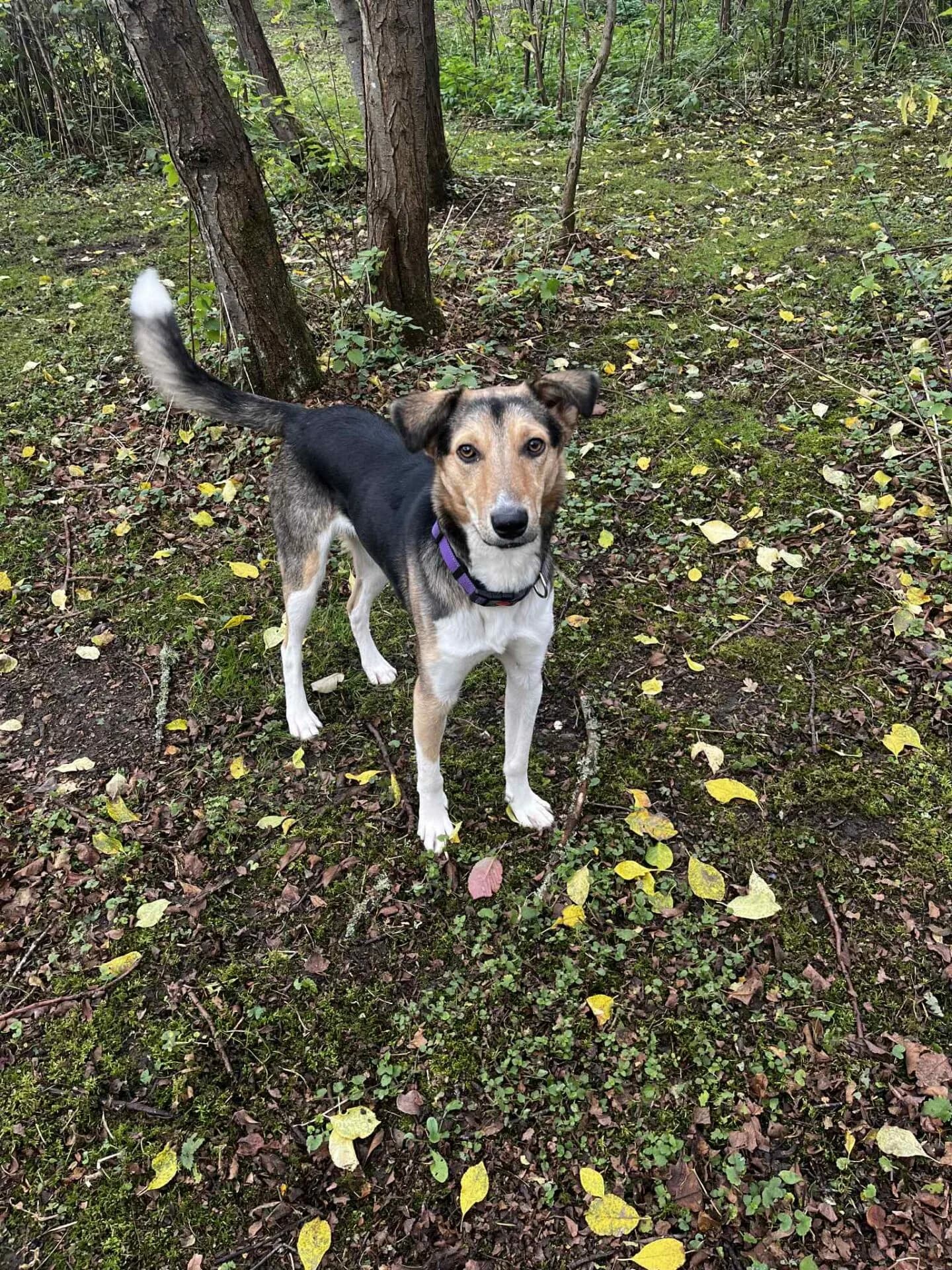 Toby 3 - Dog available for adoption