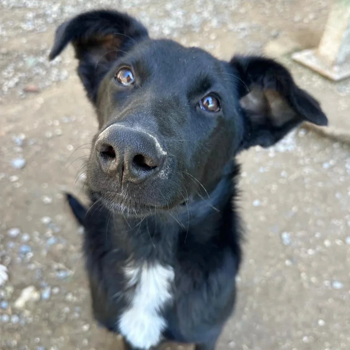 Barney - Mixed Breed available for adoption