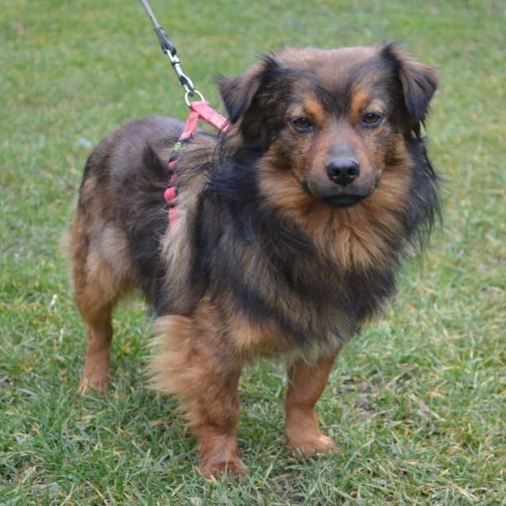 Benji - Mixed Breed available for adoption