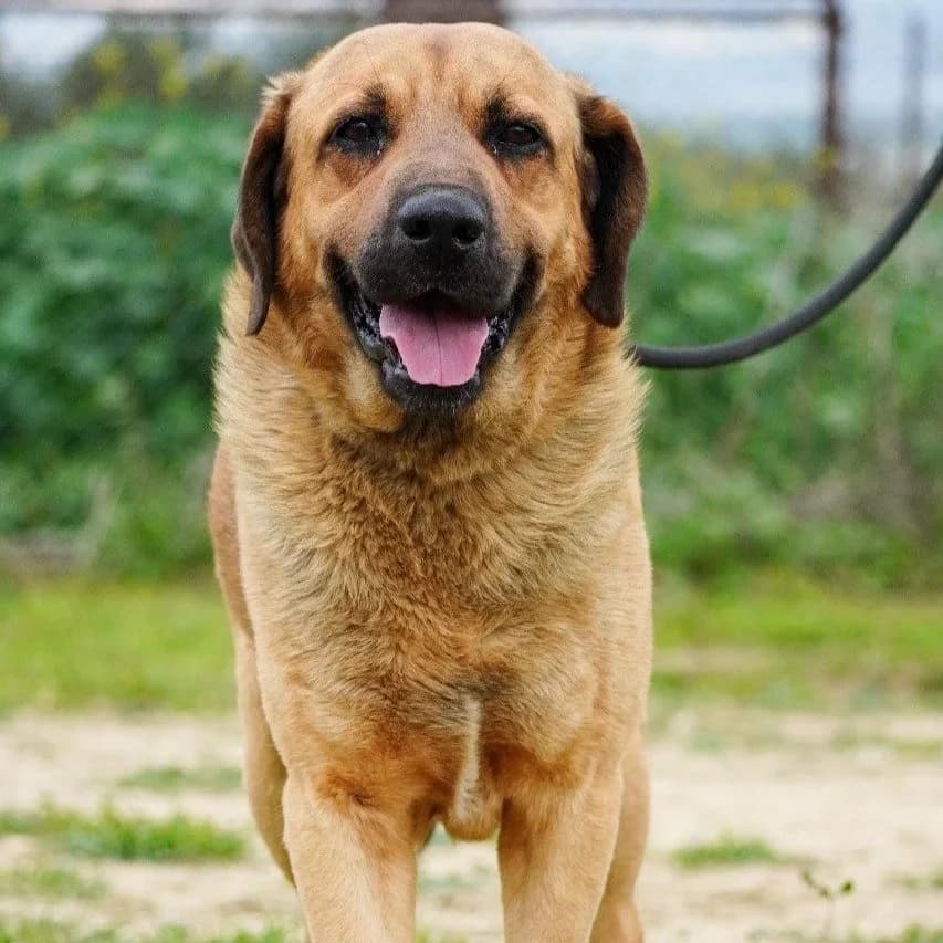 Casper - Mixed Breed available for adoption