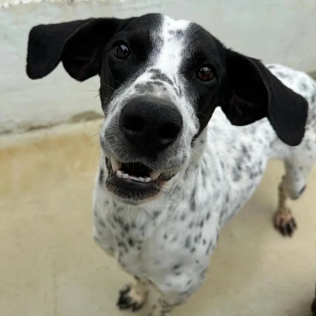 Chris - Mixed Breed available for adoption