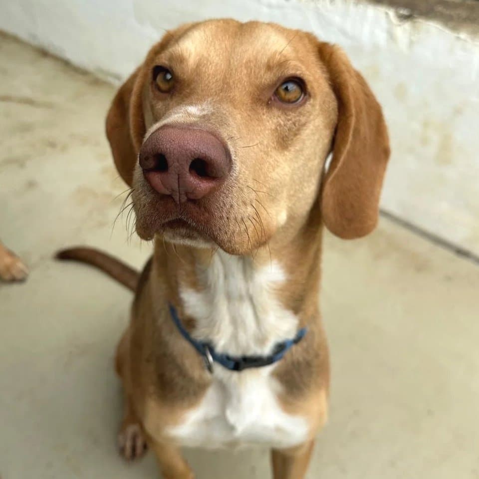 Dave - Mixed Breed available for adoption