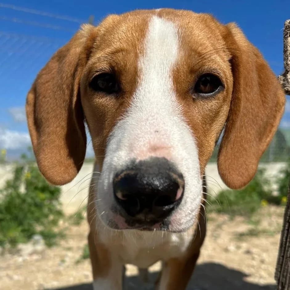 Flipper - Mixed Breed available for adoption