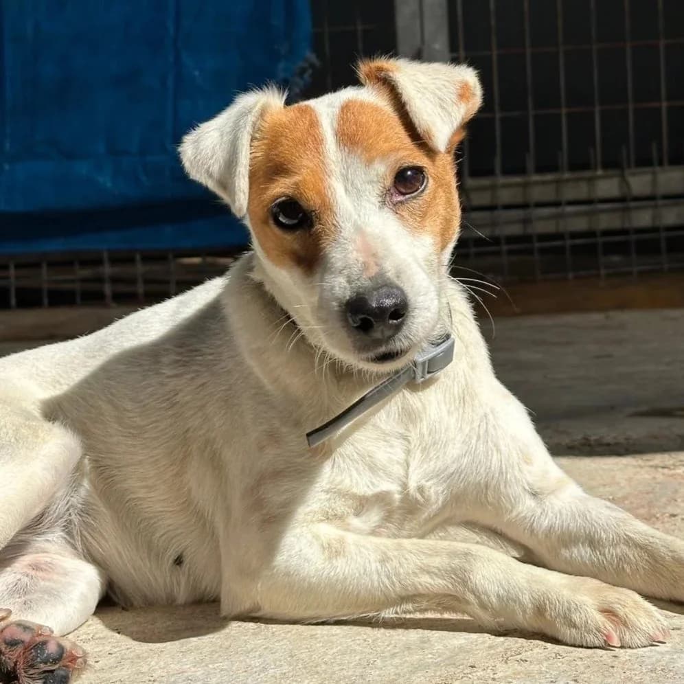 Java - Mixed Breed available for adoption