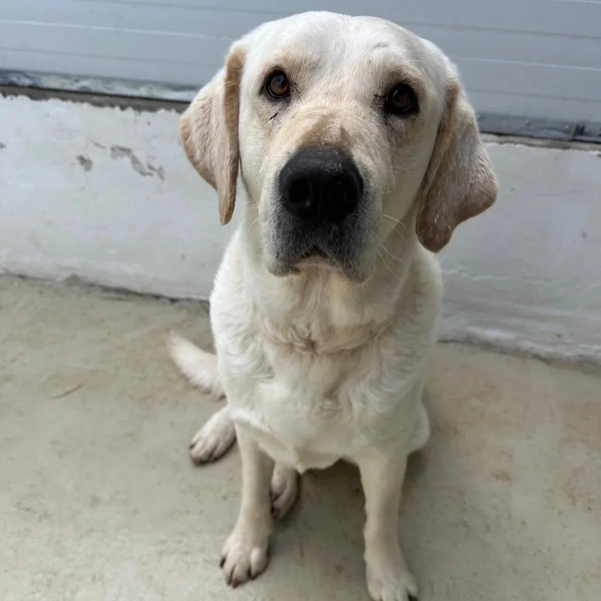 Kipper - Mixed Breed available for adoption